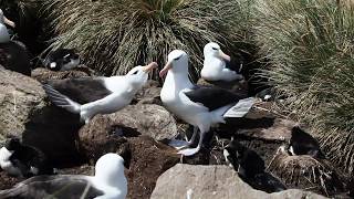 Black-browed Albatross (Thalassarche melanophris)