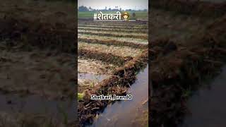 शेतकरी ✌️❤️‍🔥 #shetakari  #shetkari #farming #agriculture #motivation #ytshorts #ytshortsindia