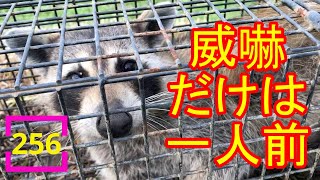 2023.6.16  これだけ声で威嚇するアライグマも珍しいな　#256