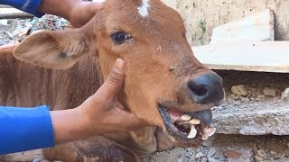 Calf could never eat again without rescue...