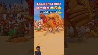 Camel made world record by lifting 1800 kg weight ..😱💪 #camel #camelpowrr #camelherding #shorts