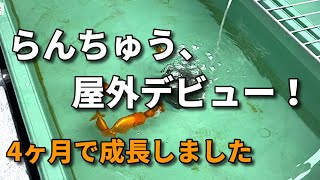 【アクアリウム】宇野系らんちゅう屋外デビュー#金魚#らんちゅう#宇野系