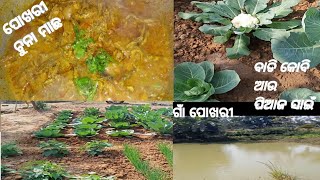 ଆସନ୍ତୁ ରୋଷେଇ କରି ଶିଖିବା ଦେଶୀ ଚୁନା ମାଛ || ବୁଲେଇନେବି ଆମ ପୋଖରୀ ଆଉ ବାଡି ରେ ହେଇଥିବା ପରିବା 🥰||village vlog