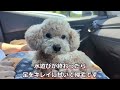 愛犬とキャンプ♪inやまもりサーキットキャンプ場