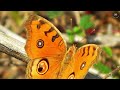 🦋 beautiful butterflies 🦋 in 4k video did you know facts about butterfly 🦋 amazing butterflies