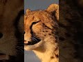 a cheetah contact calling for her siblings