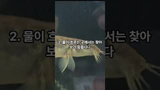 나만 몰랐던 미꾸라지의 특징 4가지