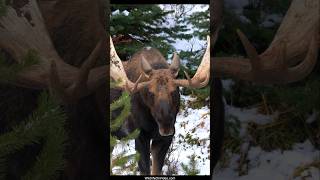 Largest Bull Moose Approaches During the Rut