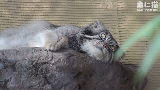 【旭山動物園】いつもの場所でゴロゴロする可愛いマヌルネコのグルーシャ【Pallas's cat】