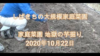 家庭菜園 地獄の芋掘り 2020年10月22日