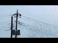 ムクドリの大群 murmuration part2