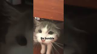 Be humble #cats #foryou