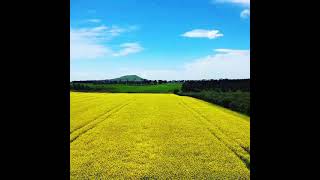 Golden fields of Canola.