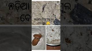 ଆଜି ବୋଉ ର demand ରେ ଆମ୍ବୁଲ ବେସର ବନିଲା #minivlog #food #youtubeshorts #viralshort #trending