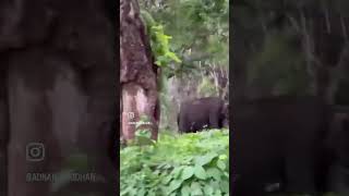 ആനകളും പോത്തുകളും .. #forest #elephant #bison #nadukani