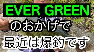 EVERGREENのルアー使ったらデカバス専門店なります