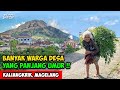 BANYAK WARGA PANJANG UMUR !! SUASANA DESA GUNUNG SUMBING - Cerita Desa Mangli, Kaliangkrik, Magelang