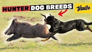 These Are 10 Best Hunting Dog Breeds