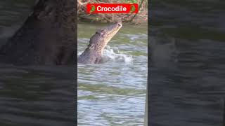 odiasoga Panire kumbhira#fasigala Abhimanyu//viral video #crocodile 🐊🐊🐊🐊