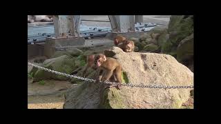 【高崎山自然動物園】高崎山のサル～赤ちゃんたち～