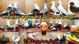 অসাধারণ কবুতর মাত্র 600 টাকার জোড়া ফারুক ভাইয়ের | কবুতর | pigeon video |