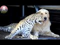 Cheetah and Dog Who Grew Up Together Are Best Friends