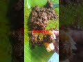 விதவிதமான இறைச்சி உணவுகள் shorts video subscribe