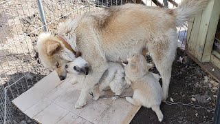 순복이와 아기강아지가 밤에도 안전하게 잠깐 안전철망을 설치하였습니다.