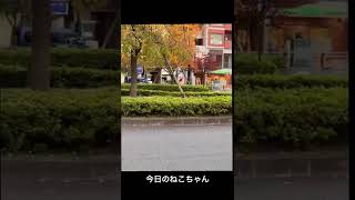 北千住の野良猫 Stray cats in Kitasenju, Tokyo  东京北千住的流浪猫 #stray #straycats #北千住 #野良猫 #流浪猫 #猫 #cats