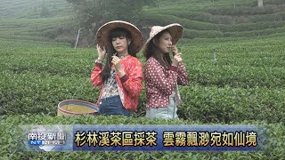 國際茶道節小旅行 深入茶鄉體驗-南投新聞