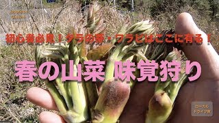 初心者必見！ 春の山菜味覚狩り タラの芽・ワラビはここに有る！ Picked Up Japanese Wild Vegetables in Spring