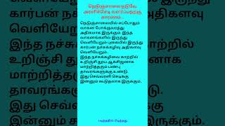 நிமிட விளக்கம் - நெடுஞ்சாலை நடுவே அரளிச்செடி வளர்ப்பதற்கு என்ன காரணம்...