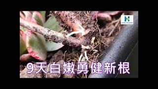 【多肉植物-甜茶法師】入盆大加樂介質，9天開根喜悅分享 ! 白嫩勇健的根系 ! 大加樂介質 祝您美肉呈現！〔乎你紅莊園〕