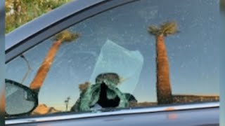 Vandals break car windows in historic Phoenix neighborhood