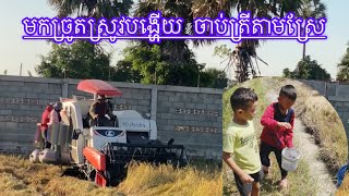 ដល់ខែប្រមូលស្រូវហើយបងប្អូន ចាប់ត្រីតាមគន្លងរបស់ម៉ាសុីនច្រូត #ត្រីស្រែ #ខែប្រមូលផល #សប្បាយៗ