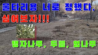 울타리용 묘목 탱자나무, 엄나무, 참두릅 심었습니다.