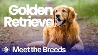 Everything You Need to Know About the Golden Retriever | AKC Meet the Breeds