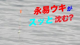 永易ウキが海中へスッと沈む!?(紀州釣り/ウキダンゴ釣り/ダンゴ釣り/逗子市)