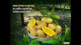 অসময়ের আম নামানো চলছে। থাই বারোমাসি কাটিমন আম।