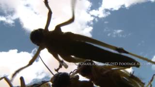 Locust Invasion, Israel / ארבה