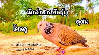 #นกล่าสายพันธุ์ดุ(สายพันธุ์ดุN003)#โผนคู#ดุดัน0828462062