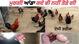 ਮੁਰਗੀ ਆਂਡਾ ਕਦੇ ਵੀ ਨਹੀਂ ਤੋੜੇਗੀ | ਦੇਸੀ ਤਰੀਕਾ | #murga #murgamandi