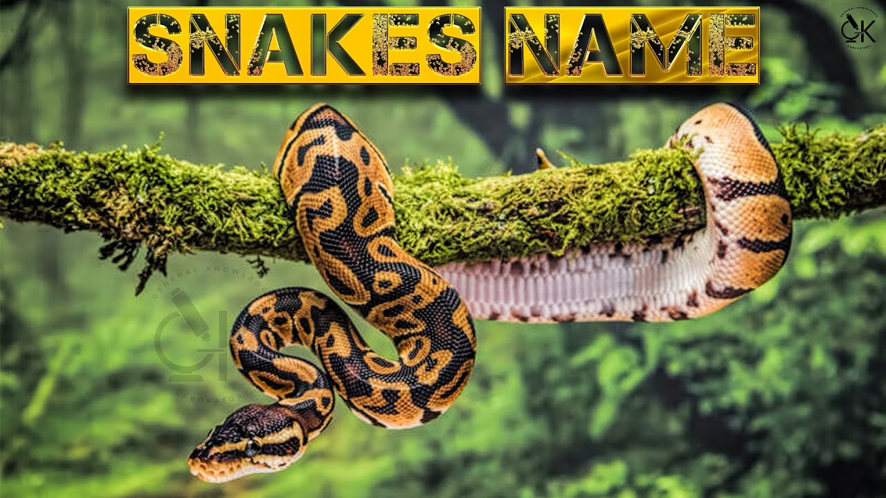 50 Snakes Name In English And Hindi | Snakes Vocabulary | सांपो के नाम ...