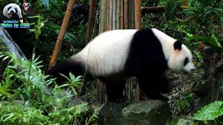 20171118 圓仔用完美前滾翻化解跌倒危機 The Giant Panda Yuan Zai