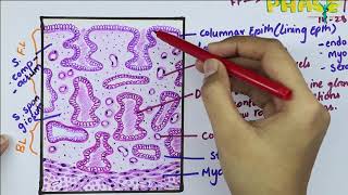 Histology of Uterus - Secretory phase or Luteal phase