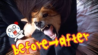 噛む柴犬💥before→after頑張る娘‼️【柴犬sakura『問題行動改善に向けて』】#shorts  #柴犬#犬の問題行動 #噛む犬 #しばいぬ #shibainu