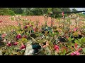 Rosa do deserto:domingo e dia de terapia no jardim , vamos apreciar lindas flores #dicasincriveis