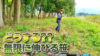 【古民家再生151】刈っても刈っても伸びる笹。。除草剤無しで駆除したい Restoration of old houses and country life