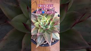 #succulent #기적 #감사 #수담의다육 #다육식물