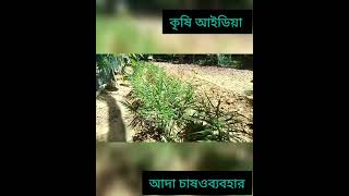 সুস্বাদু রান্নায় যুগযুগ ধরে আদামসলা হিসেবে ব্যবহার করে আসছে